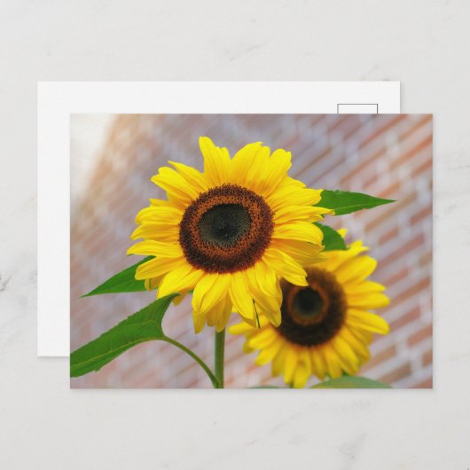 Yellow Hardy Sunflower Best Sunflower Fotos Postkarte (Vorne/Hinten)