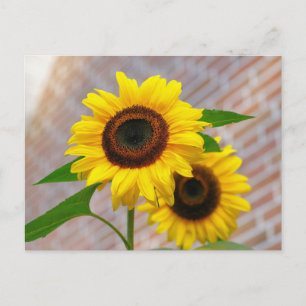 Yellow Hardy Sunflower Best Sunflower Fotos Postkarte