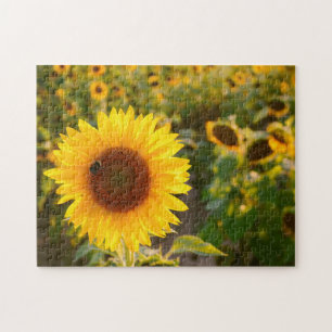 Yellow Hardy Sunflower Best Sunflower Fotos Puzzle
