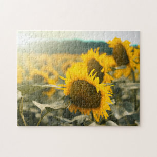 Yellow Hardy Sunflower Best Sunflower Fotos Puzzle