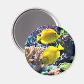 Yellow Hawaiian Tang Fish Magnet (Vorderseite/Rückseite)