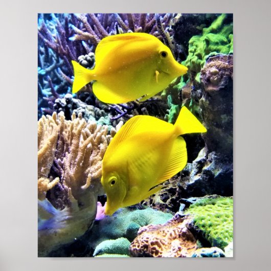 Yellow Hawaiian Tang Fish Poster (Vorne)