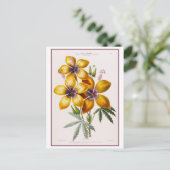 Yellow Hibiscus Flower Botanical Drawing Postkarte (Stehend Vorderseite)