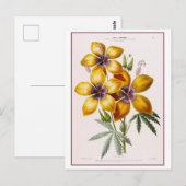 Yellow Hibiscus Flower Botanical Drawing Postkarte (Vorne/Hinten)