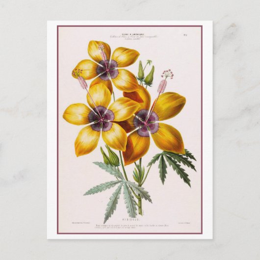 Yellow Hibiscus Flower Botanical Drawing Postkarte (Vorderseite)