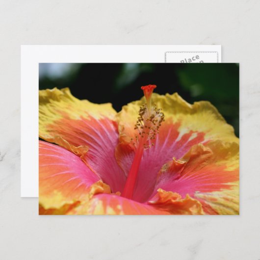 Yellow Hibiscus Flower Photography Postkarte (Vorne/Hinten)
