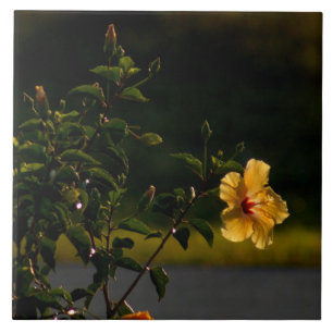 Yellow Hibiskus Blume Bush Tile Fliese