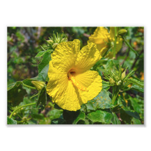 Yellow Hibiskus Hawaii Staat Blume Fotodruck