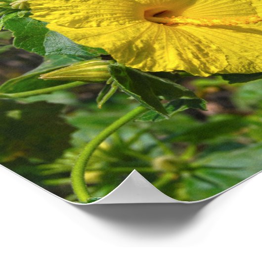 Yellow Hibiskus Hawaii Staat Blume Poster (Ecke)