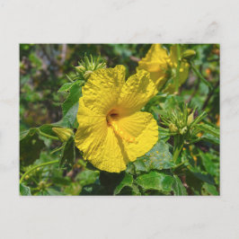 Yellow Hibiskus Hawaii Staat Blume Postkarte