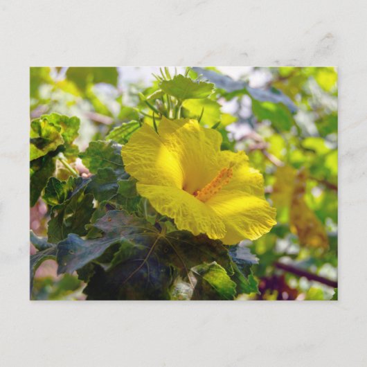 Yellow Hibiskus Hawaii Staat Blume Postkarte (Vorderseite)