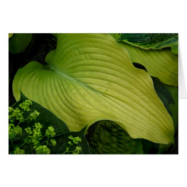 Yellow Hosta (Vorderseite (Horizontal))