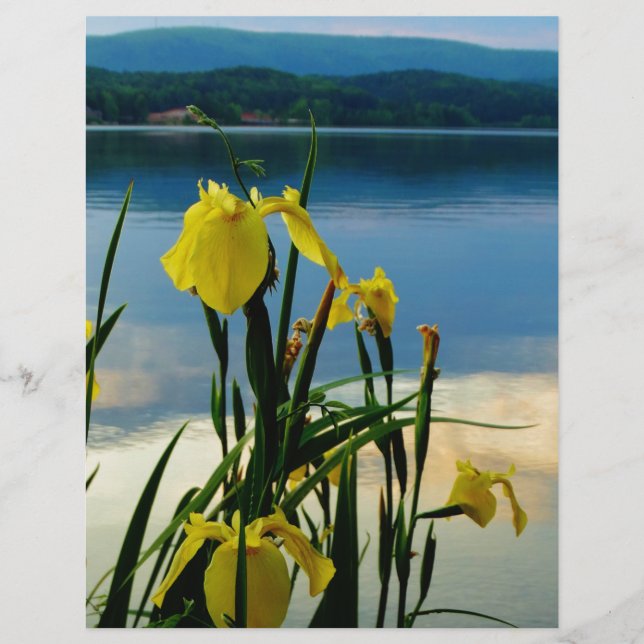 Yellow Iris am Lake Shore (Vorderseite)