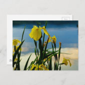 Yellow Iris am Lake Shore Postkarte (Vorne/Hinten)