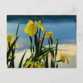 Yellow Iris am Lake Shore Postkarte (Vorderseite)