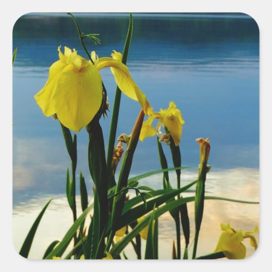 Yellow Iris am Lake Shore Quadratischer Aufkleber (Vorderseite)