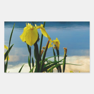 Yellow Iris am Lake Shore Rechteckiger Aufkleber
