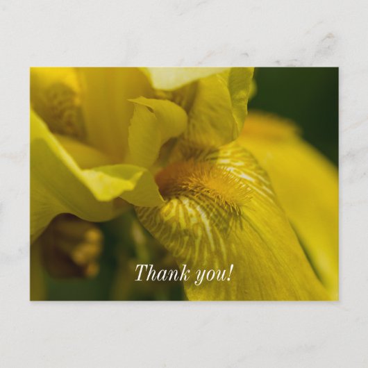 Yellow Iris Beard Danke, Postcard Postkarte (Vorderseite)