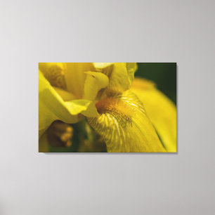 Yellow Iris Beard Leinwanddruck