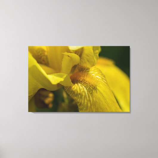 Yellow Iris Beard Leinwanddruck (Vorderseite)