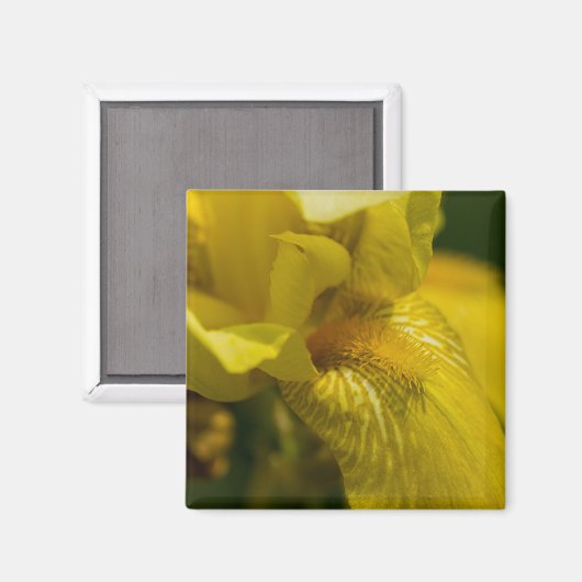 Yellow Iris Beard Magnet (Vorderseite/Rückseite)