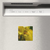 Yellow Iris Beard Magnet (In Situ (Geschirrspüler))
