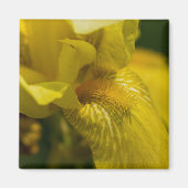 Yellow Iris Beard Magnet (Vorne)