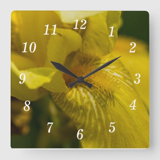 Yellow Iris Beard Quadratische Wanduhr (Vorderseite)