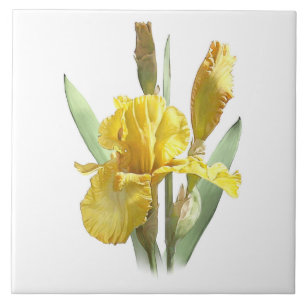 Yellow Iris Blume Fliese