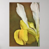 Yellow Iris Blume Fotokunst Print Poster (Vorne)