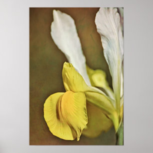 Yellow Iris Blume Fotokunst Print Poster