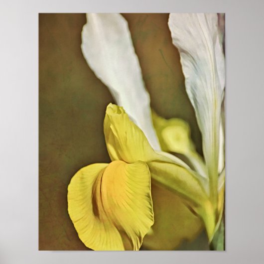Yellow Iris Blume Fotokunst Print Poster (Vorne)