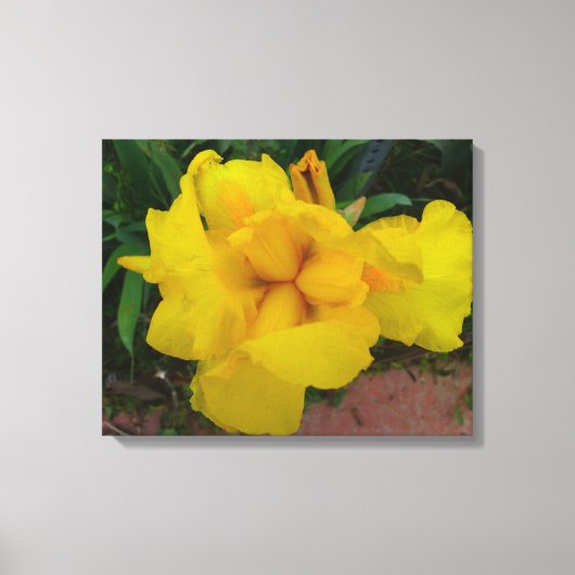 Yellow Iris Blume Leinwand (Vorderseite)