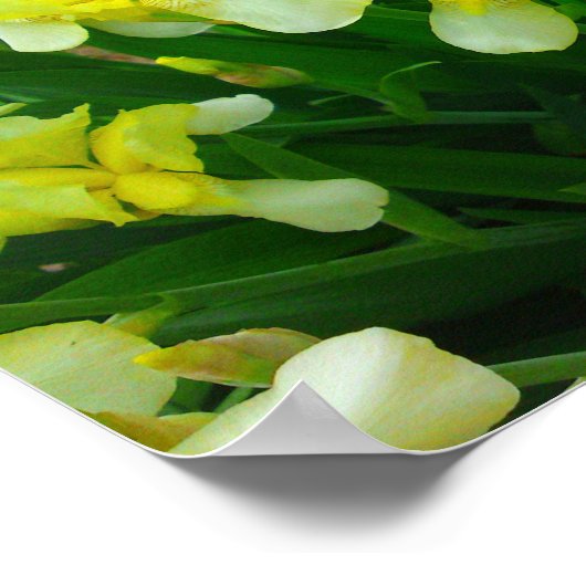 Yellow Iris Blume Poster (Ecke)