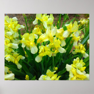 Yellow Iris Blume Poster