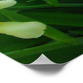 Yellow Iris Blume Poster (Ecke)