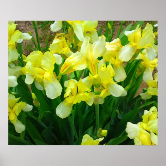Yellow Iris Blume Poster (Vorne)
