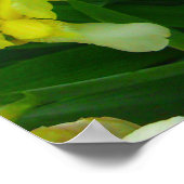 Yellow Iris Blume Poster (Ecke)