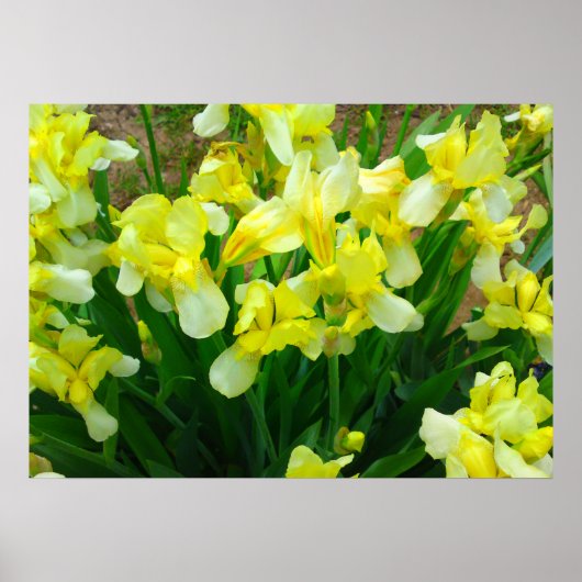 Yellow Iris Blume Poster (Vorne)