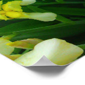 Yellow Iris Blume Poster (Ecke)