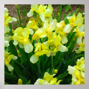 Yellow Iris Blume Poster