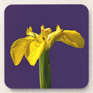 Yellow Iris Getränkeuntersetzer