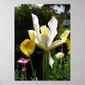Yellow Iris Irises Blumengarten Poster (Vorne)