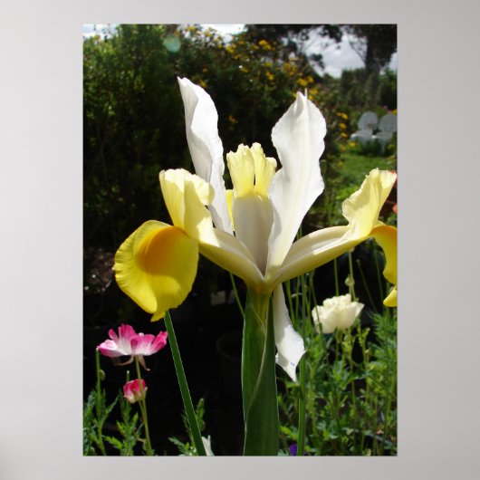 Yellow Iris Irises Blumengarten Poster (Vorne)