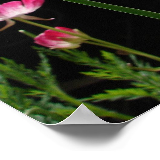 Yellow Iris Irises Blumengarten Poster (Ecke)