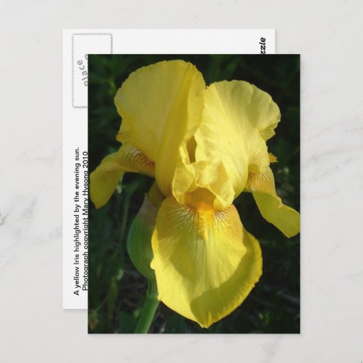 Yellow Iris Postkarte (Vorne/Hinten)