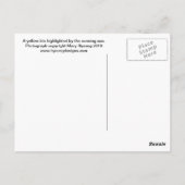 Yellow Iris Postkarte (Rückseite)