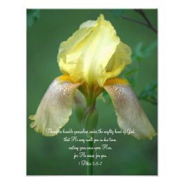 Yellow Iris Scripte Fotografieren Fotodruck
