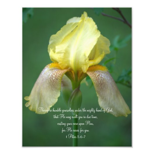 Yellow Iris Scripte Fotografieren Fotodruck (Vorne)