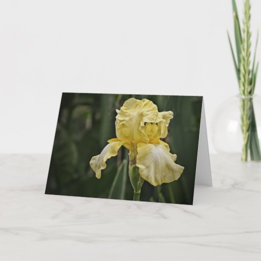 Yellow Iris Sunshine Scripture Card Nummern 6:25 Karte (Vorderseite)